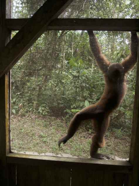 Volunteering with Woolly Monkeys in the Amazon Ecuador